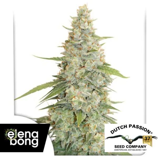 Meringue Fem