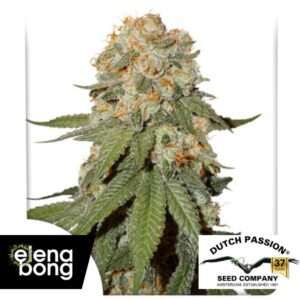 Orange Bud Fem