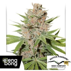 Passion Fruit fem