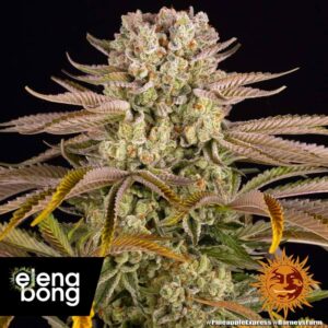 Pineapple Express fem