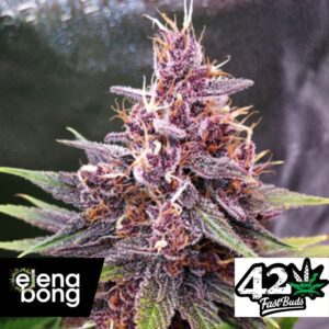 Purple Lemonade FF