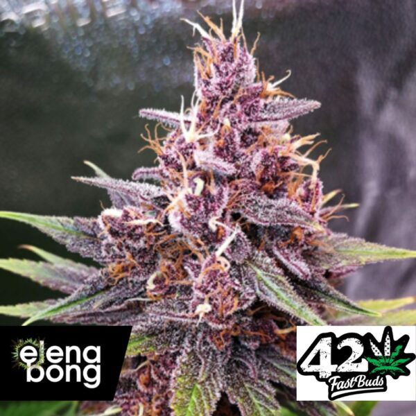 Purple Lemonade FF