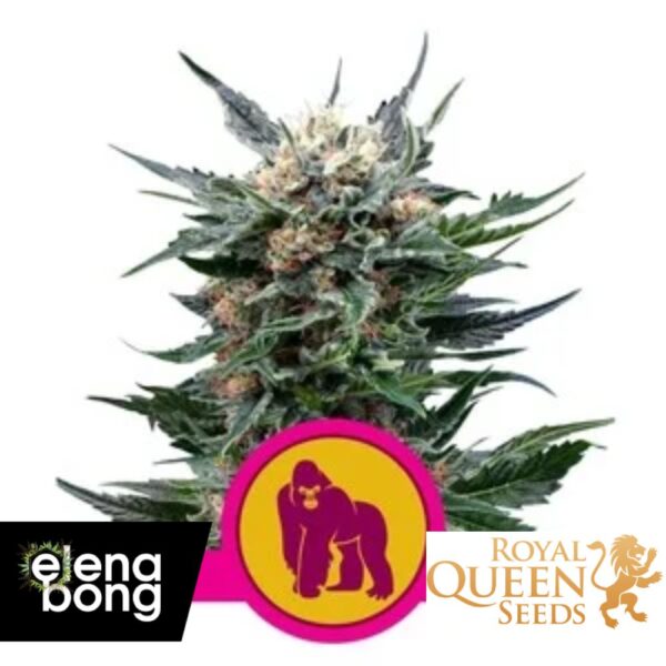 Royal Gorilla
