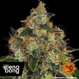 Shiskaberry fem
