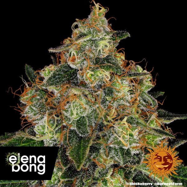 Shiskaberry fem