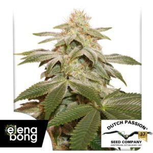 Sugar Bomb Punch Fem