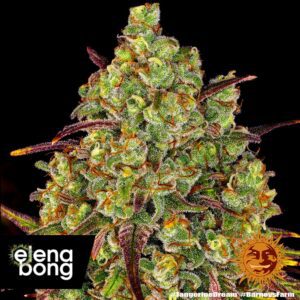 Tangerine Dream fem