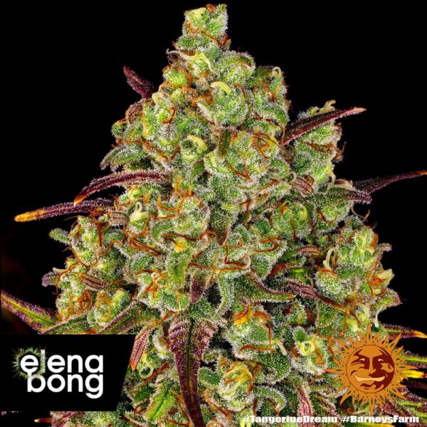Tangerine Dream fem