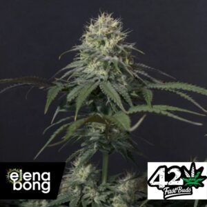 Tropicana Cookies FF