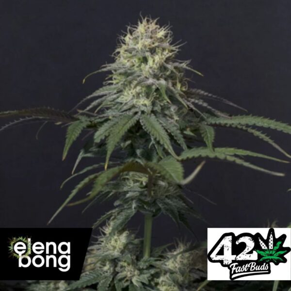 Tropicana Cookies FF