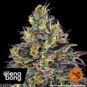 Watermelon Zkittlez fem