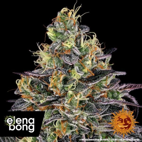 Watermelon Zkittlez fem