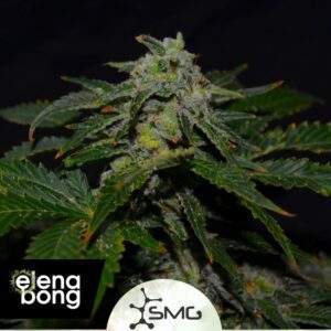White Widow