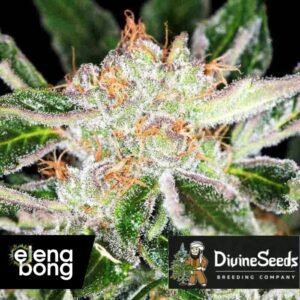 White Widow Fem
