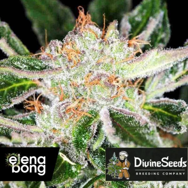 White Widow Fem