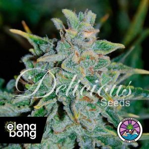 Auto Northern Light Blue