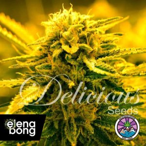 Auto Sugar Black Rose