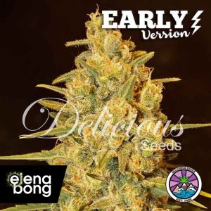 Critical Sensi Star Early Version