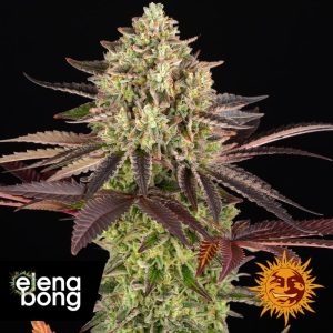 Apple Fritter (Barney's Farm)