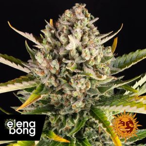 Auto Strawberry Cheescake (Barney's Farm)