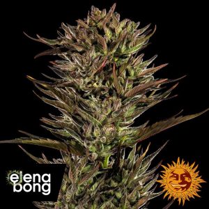 Auto Thin Mint Sour Pinot