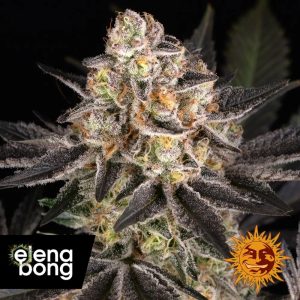 White Runtz (Barney's Farm)