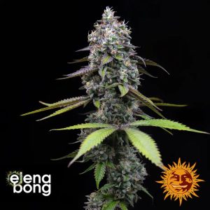 Zoap (Barney's Farm)