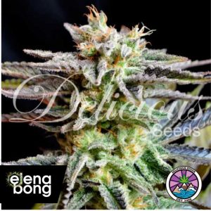 Sugar Black Rose (Delicious Seeds)