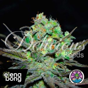 Eleven Roses (Delicious Seeds)