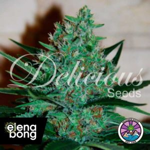 Fruity Chronic Juice (Delicious Seeds)