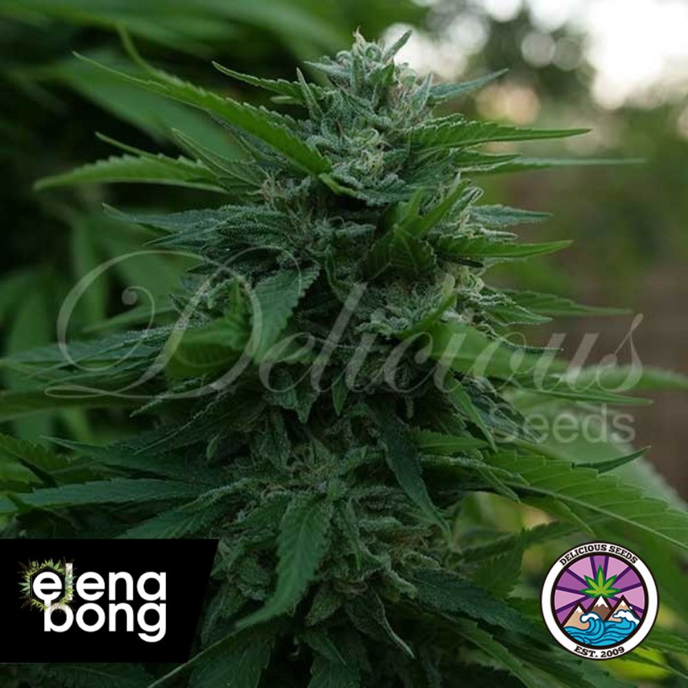 Lord Kush (Delicious Seeds)