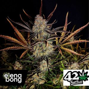 Auto Apple Strudel (Fast Buds)