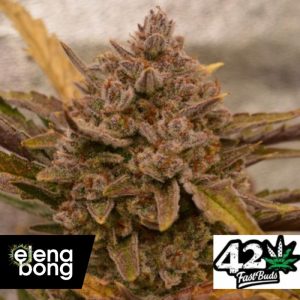 Auto Apricot (Fast Buds)