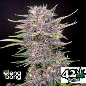 Auto Banana Purple Punch (Fast Buds)