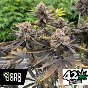 Auto Banana Purple Punch RF3 (Fast Buds)