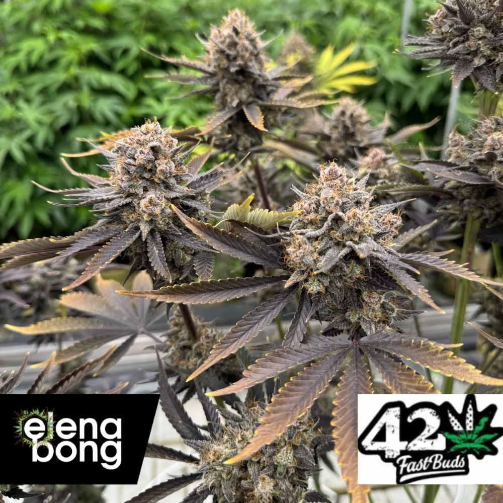 Auto Banana Purple Punch RF3 (Fast Buds)