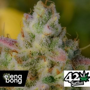 Auto Gelato (Fast Buds)