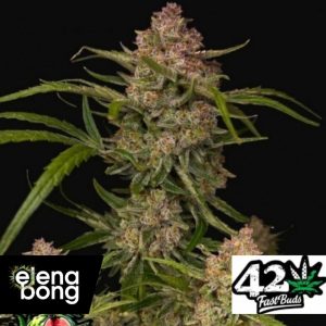 Auto Guava (Fast Buds)