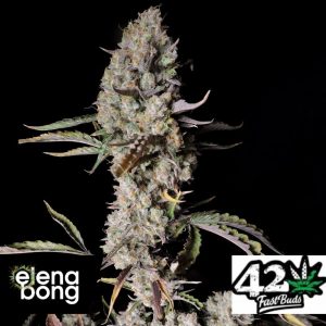 Auto Gorilla Zkittles (Fast Buds)