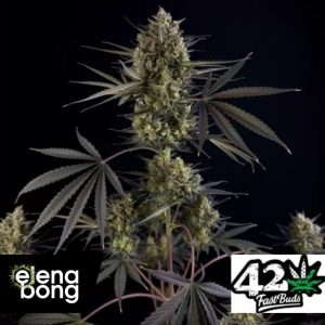 Auto Pound Cake (Fast Buds)