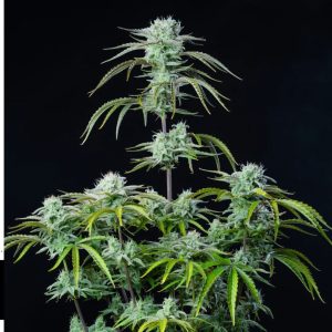 Auto Strawberry Banana (Fast Buds)