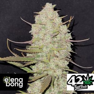 Auto Tropicana Cookies