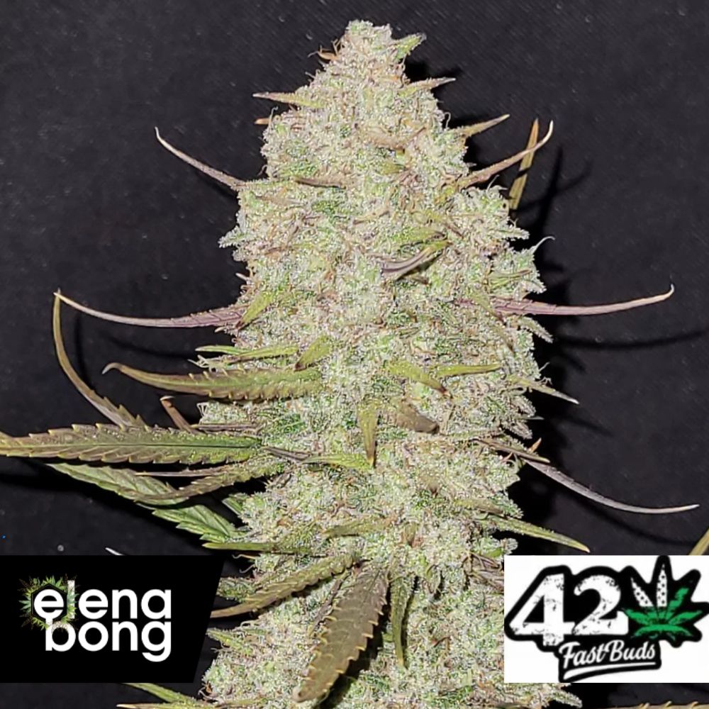 Auto Tropicana Cookies