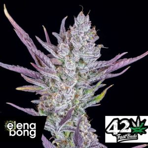 Auto Wedding Glue (Fast Buds)