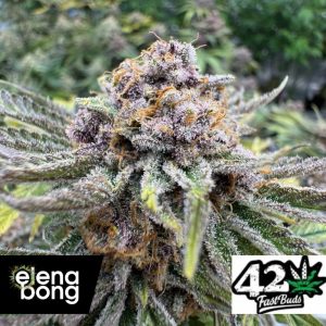 Auto Cherry Cola RF3 (Fast Buds)