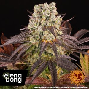 Purple Punch x Lemon Drizzle (Barney's Farm)