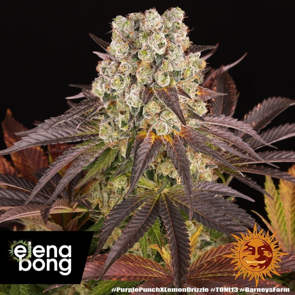 Purple Punch x Lemon Drizzle (Barney's Farm)