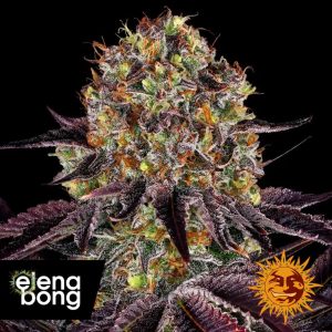 Runtz x Layer Cake (Barney's Farm)