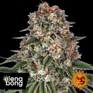 Tropicanna Banana (Barney's Farm)