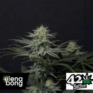 GG4 Sherbet FF (Fast Buds)